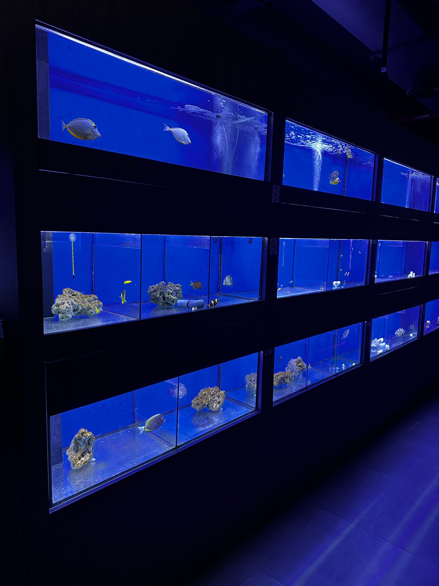 BlueCoral - New Aquarium Shop Opening - BLUE CORAL FISH TRADING L.L.C