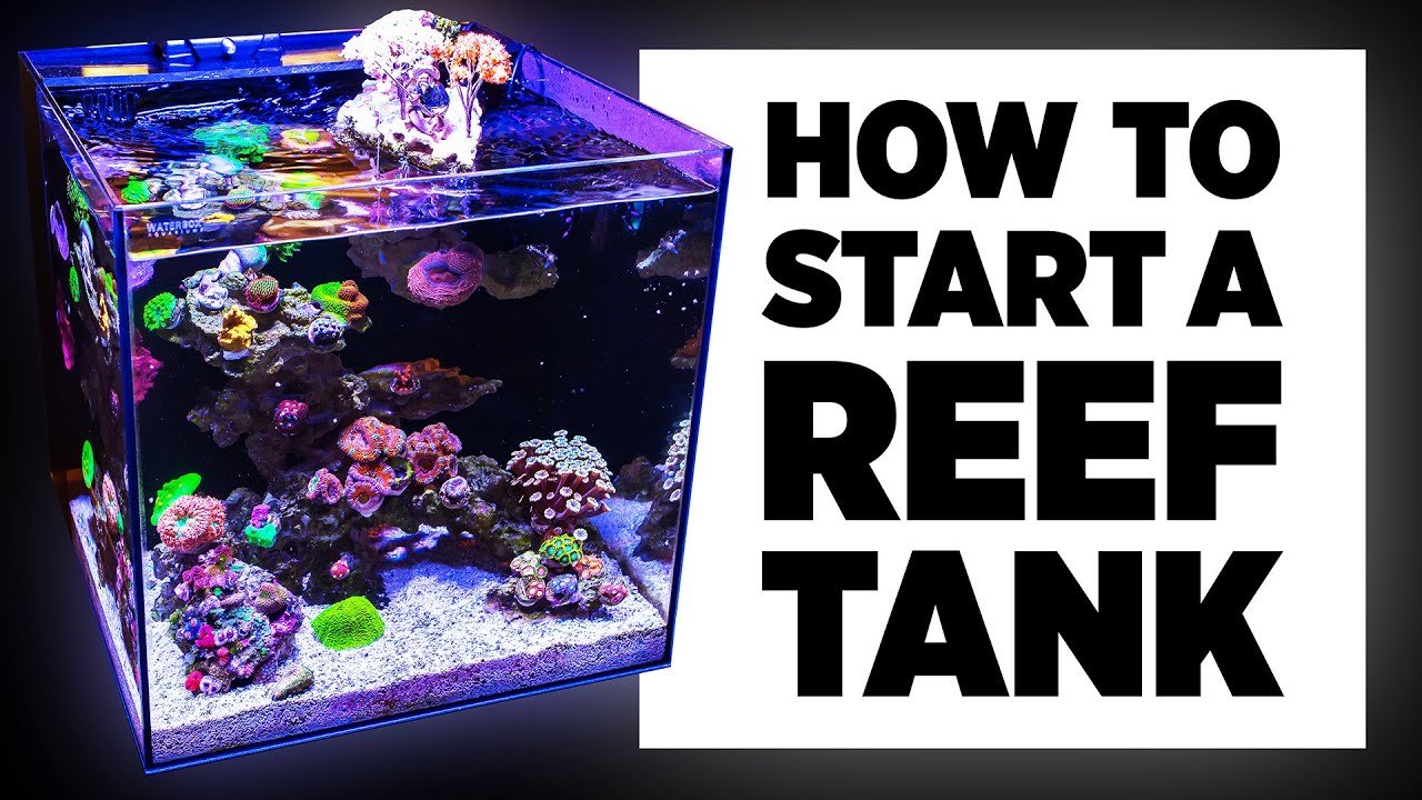 Getting Started with Your Reef Aquarium: The First Step - BLUE CORAL FISH TRADING L.L.C