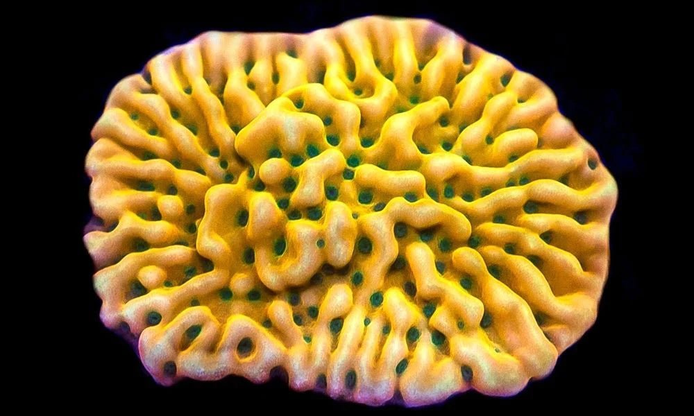 How To Tell if Your Montipora Coral Is Happy and Healthy - BLUE CORAL FISH TRADING L.L.C