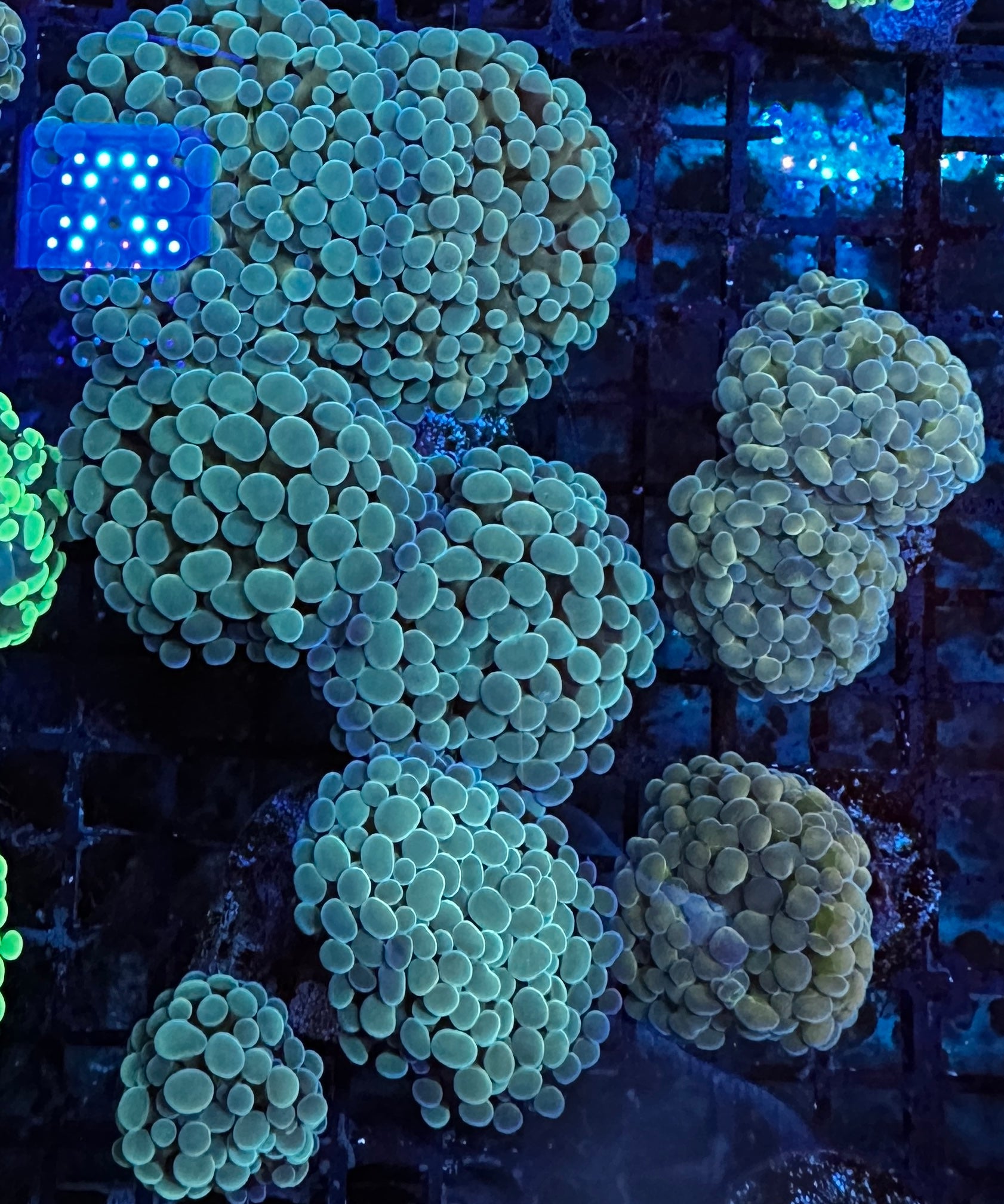 BLUE CORAL FISH TRADING L.L.C