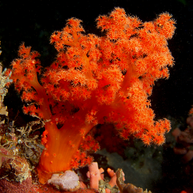 BLUE CORAL FISH TRADING L.L.C