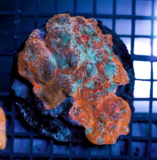 Chalice Coral Rough Grade A Cultured - BlueCoraluae