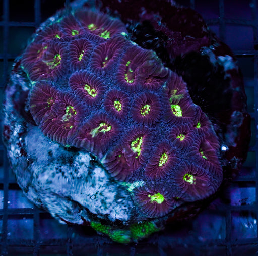 Pinneapple Coral MASTER Cultured - BlueCoraluae