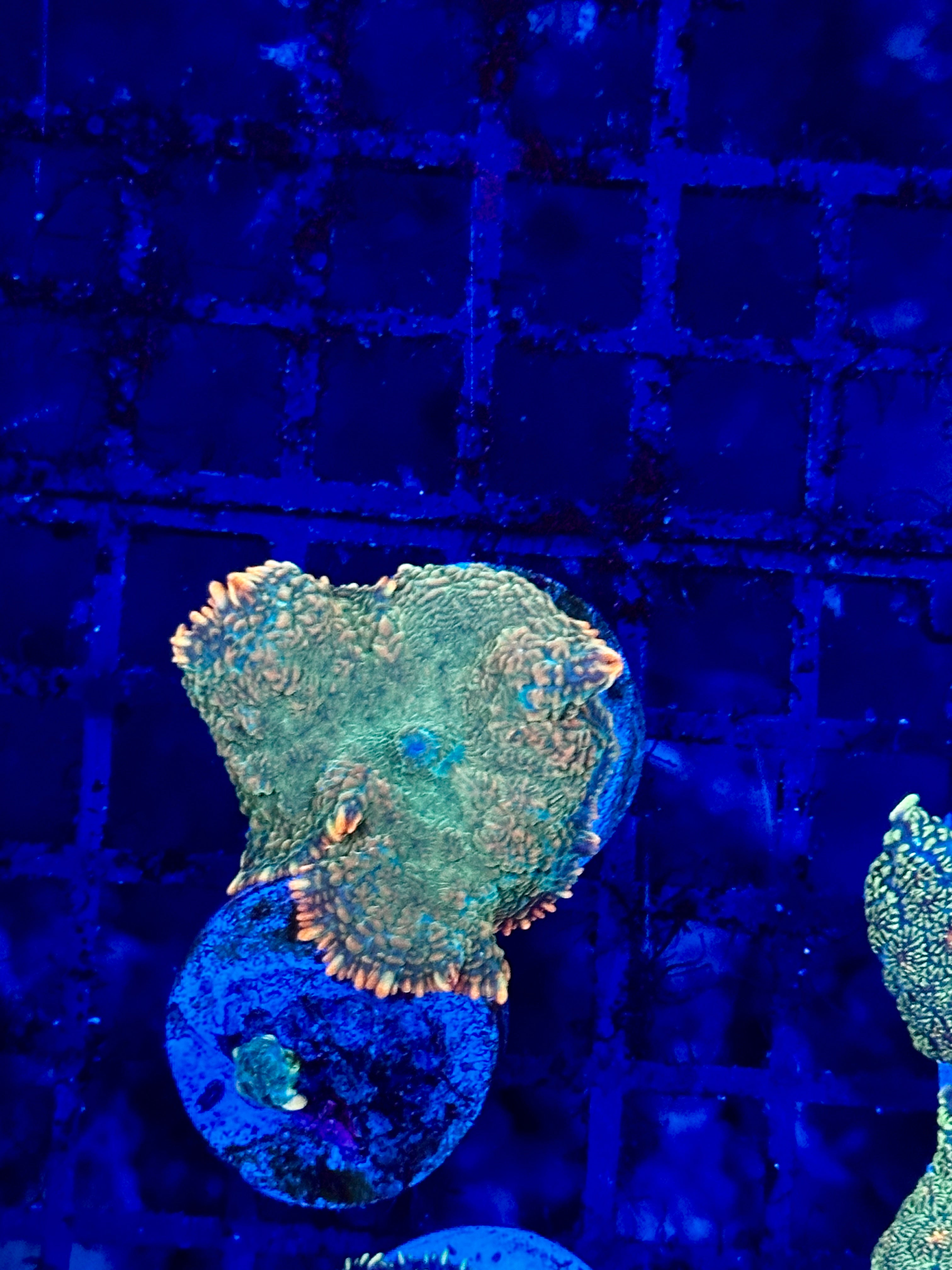 BLUE CORAL FISH TRADING L.L.C