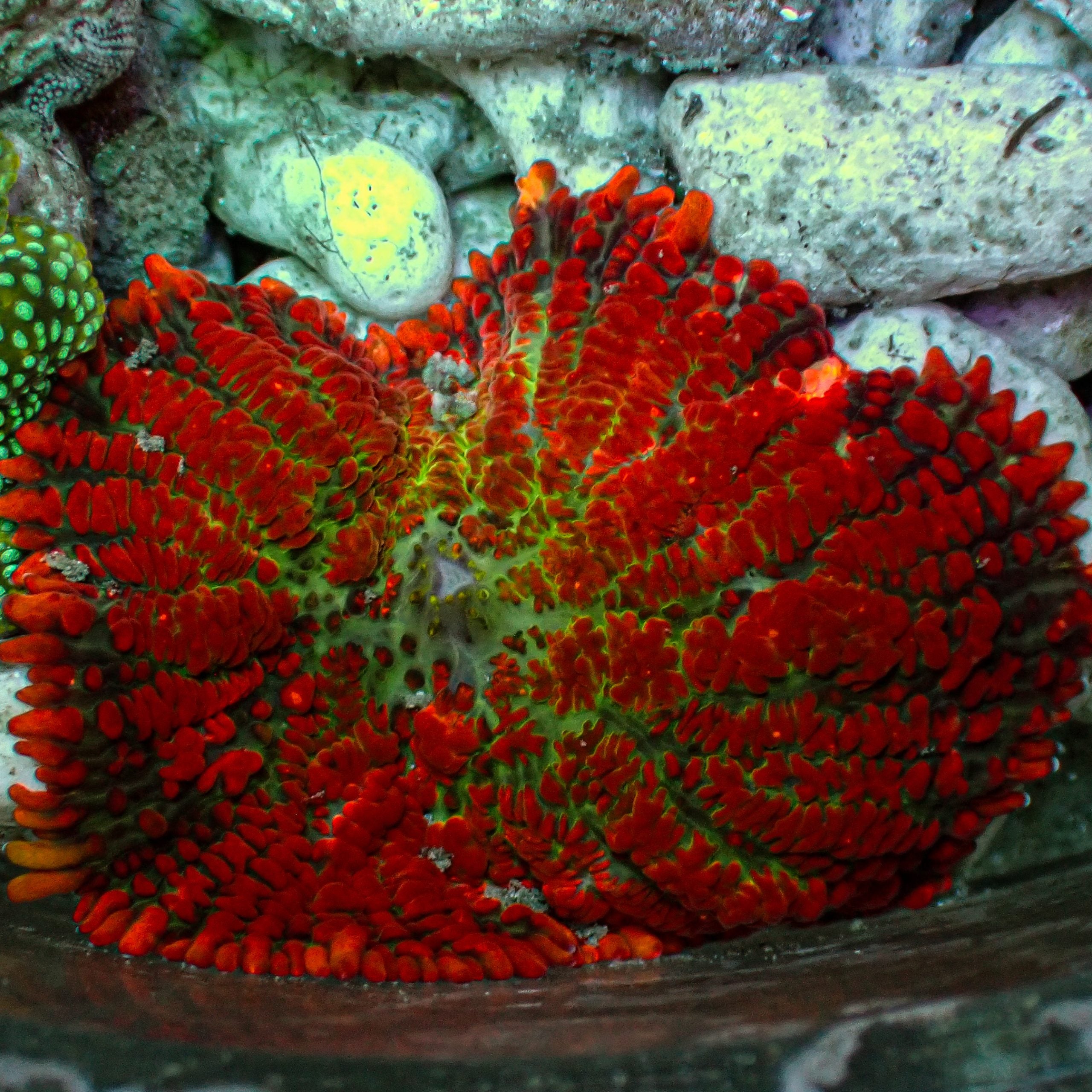 BLUE CORAL FISH TRADING L.L.C