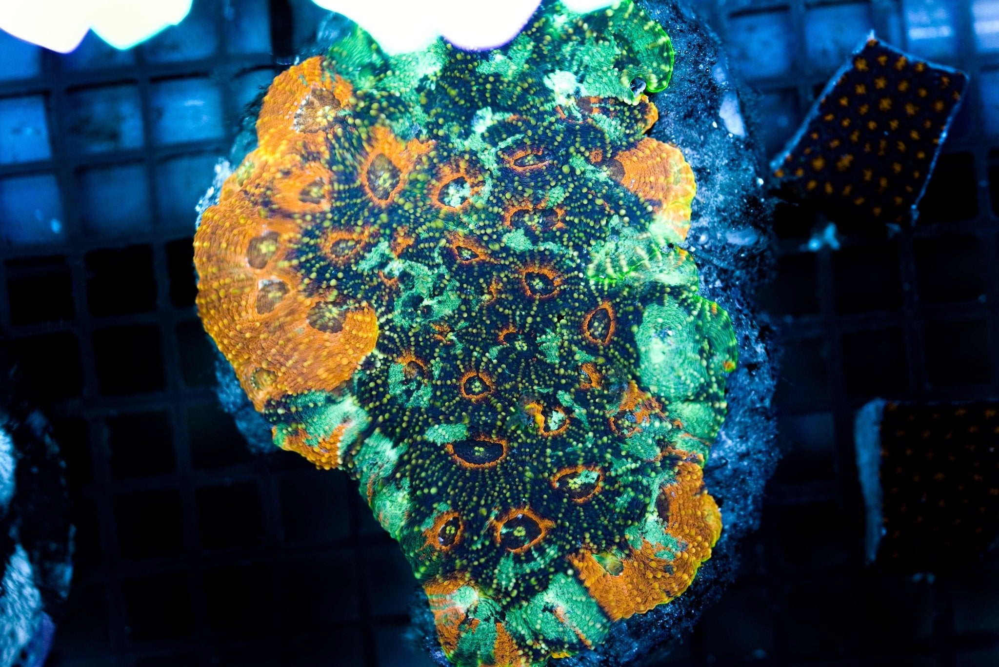 Acanthastrea Echinata Grade A (Frag) - BLUE CORAL FISH TRADING L.L.C