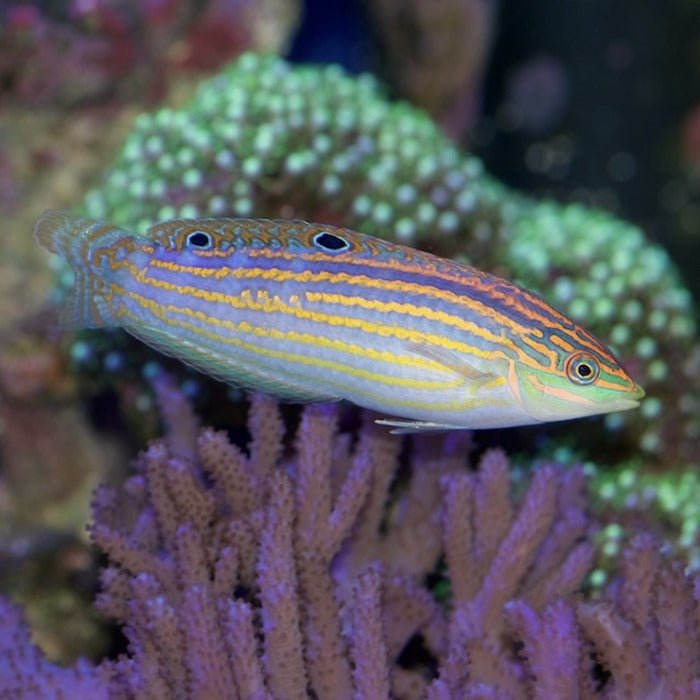 Adorned Wrasse - BLUE CORAL FISH TRADING L.L.C