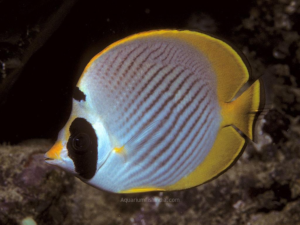 BANTAYAN BUTTERFLY - 30.08 - BLUE CORAL FISH TRADING L.L.C