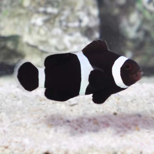 BLACK PERCULA CLOWN - 30.08 - BLUE CORAL FISH TRADING L.L.C