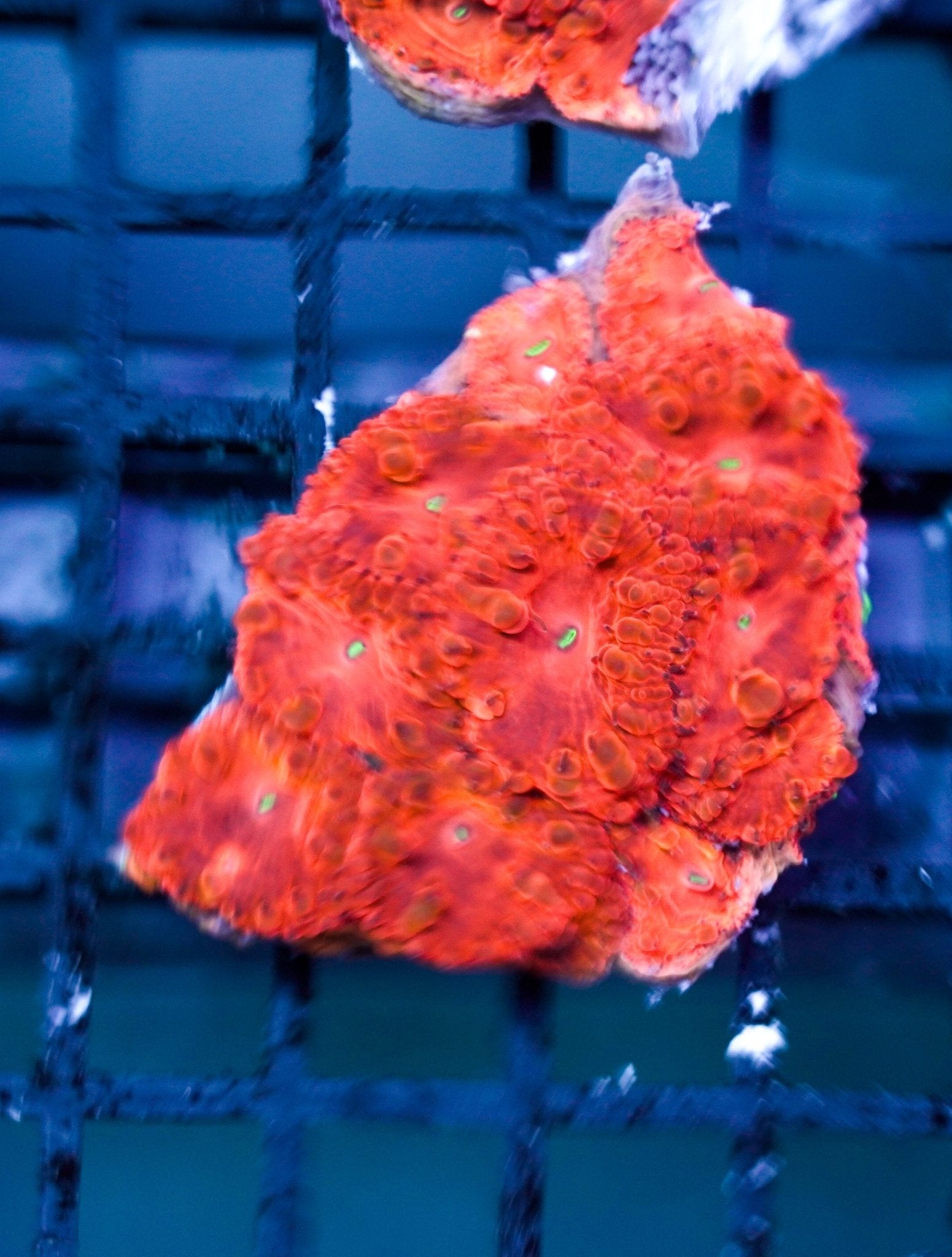 Blastomussa Wellsi Red Neon Frag (+4 head) - BLUE CORAL FISH TRADING L.L.C