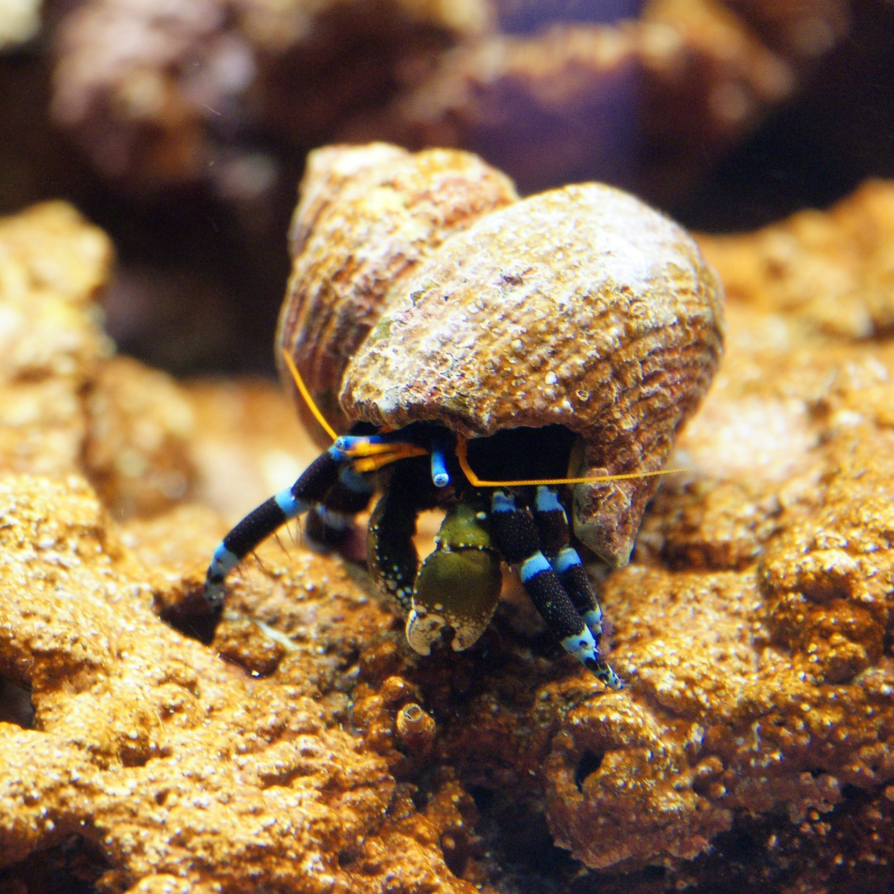 BLUE LEG HERMIT CRAB - 25.07 - BLUE CORAL FISH TRADING L.L.C