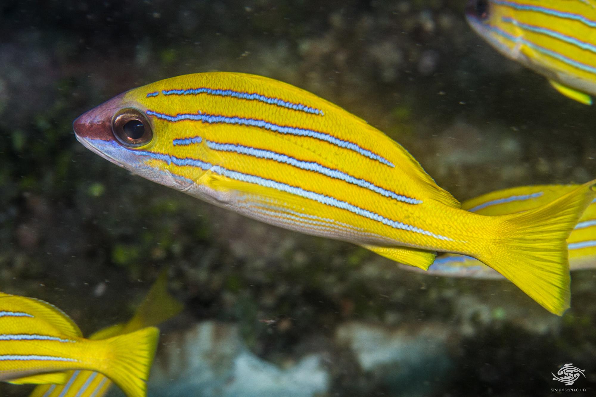 BLUE LINE SNAPPER - BLUE CORAL FISH TRADING L.L.C