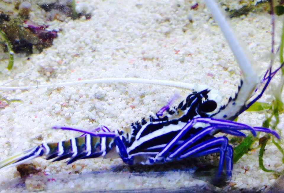 Blue Lobster - Kenya - 26 April - BLUE CORAL FISH TRADING L.L.C