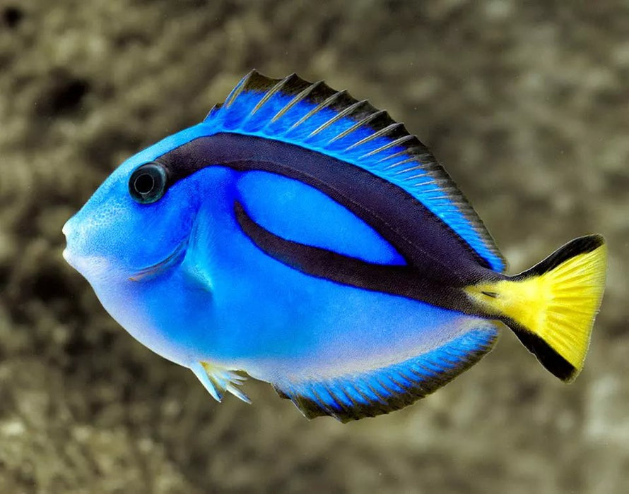 BLUE TANG - S - 25.07 - BLUE CORAL FISH TRADING L.L.C