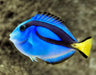 BLUE TANG - S - 25.07 - BLUE CORAL FISH TRADING L.L.C