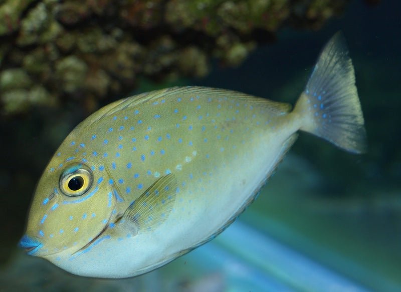 BLUE UNICORN TANG - BLUE CORAL FISH TRADING L.L.C