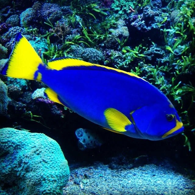 Blue & Yellow Grouper - Kenya - 26 April - BLUE CORAL FISH TRADING L.L.C