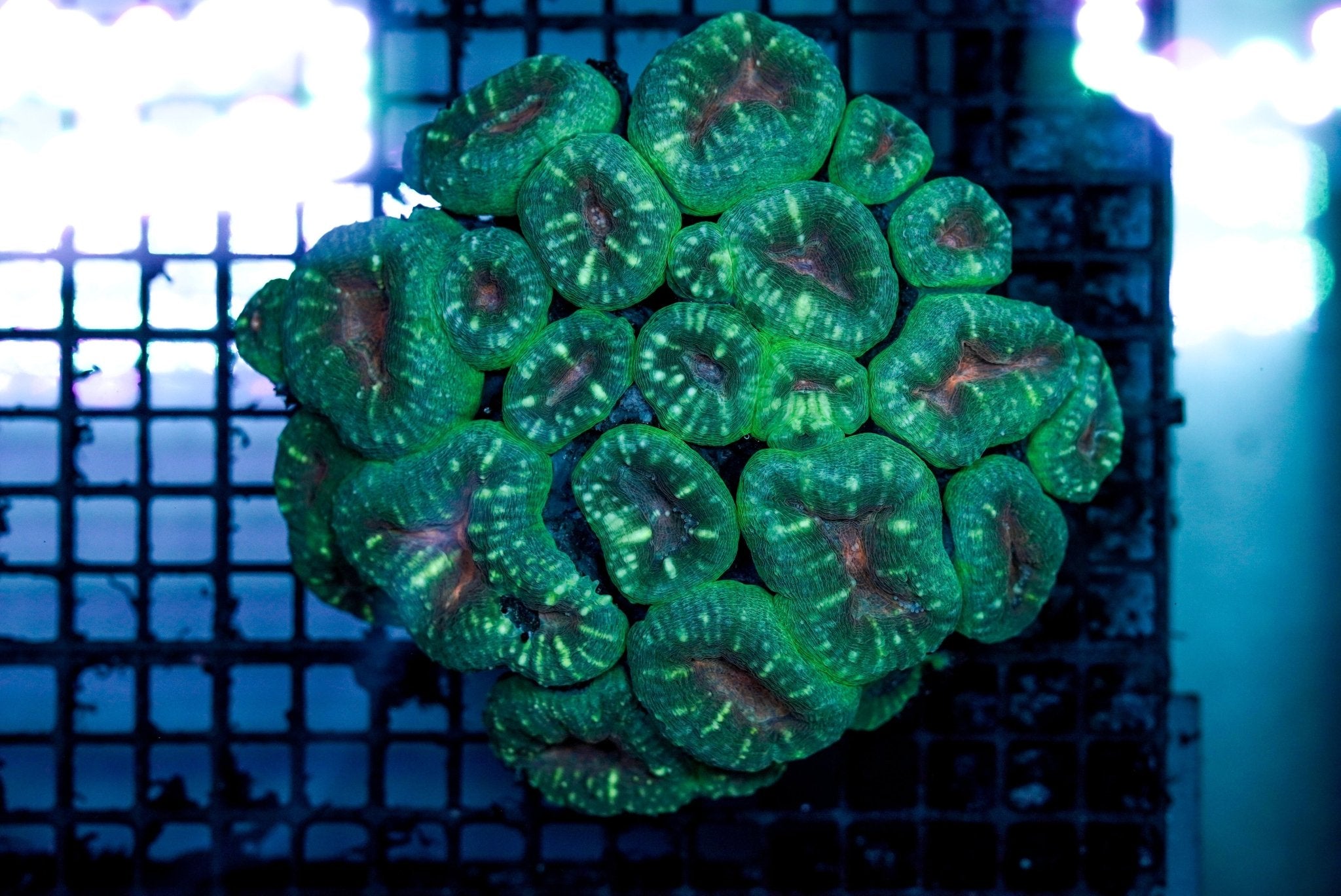 Brain Lobo Branching Grade A (Frag 3 - 5 heads) - BLUE CORAL FISH TRADING L.L.C