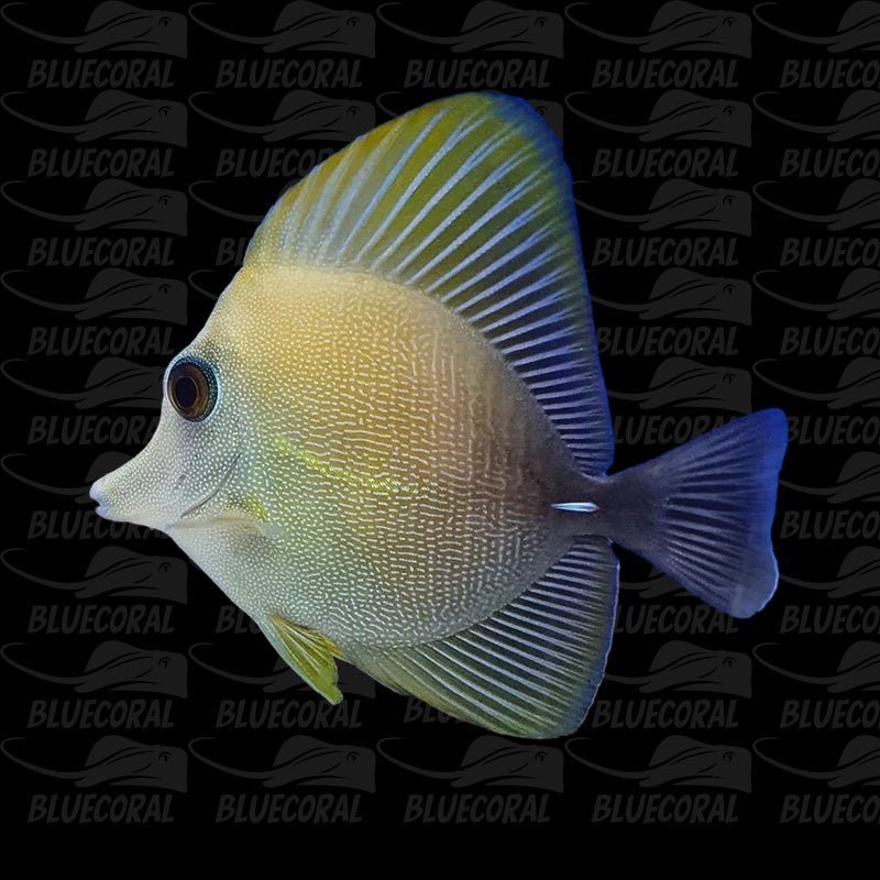 Brown scopas tang - 30.08 - BLUE CORAL FISH TRADING L.L.C