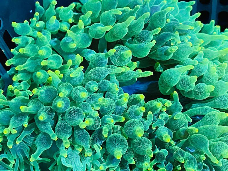 BUBBLE ANEMONE - Green tip - 25.07 - BLUE CORAL FISH TRADING L.L.C