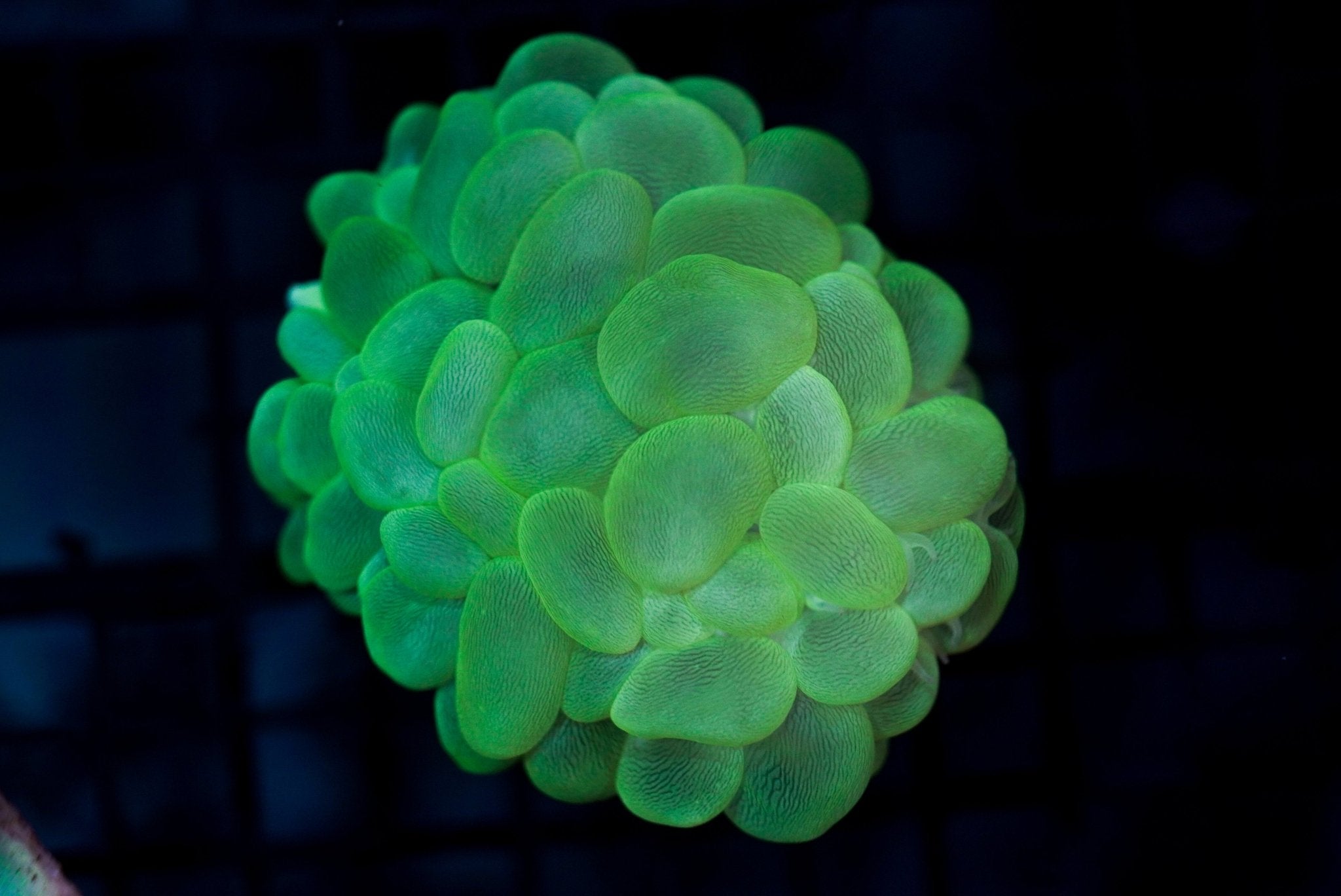 Bubble Coral Grade A (S) - BLUE CORAL FISH TRADING L.L.C