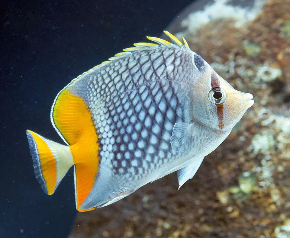 CHECKERED BUTTERFLY/ RED PEARLSCALE - 25.07 - BLUE CORAL FISH TRADING L.L.C