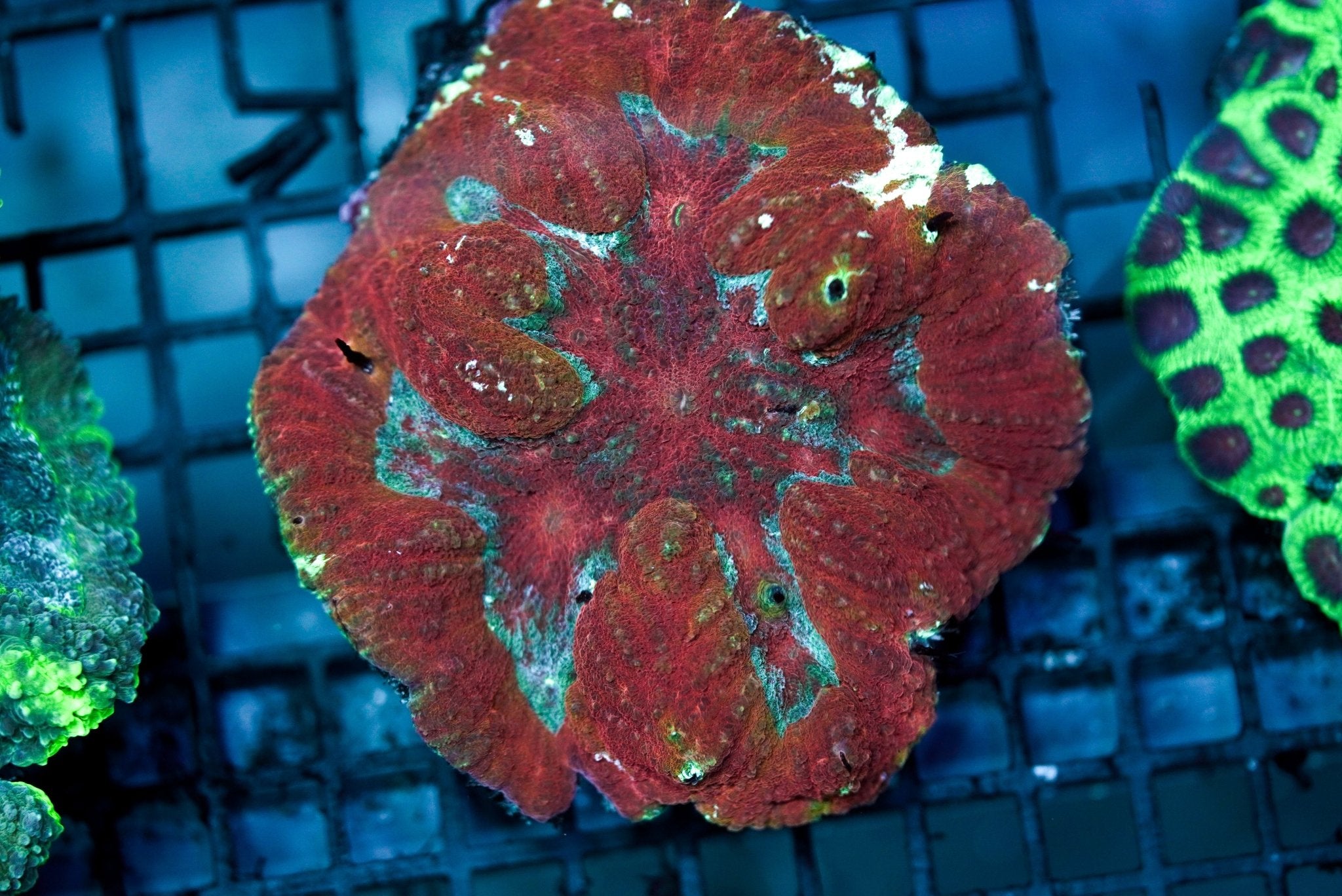 Closed Brain Red Grade A (M) - BLUE CORAL FISH TRADING L.L.C