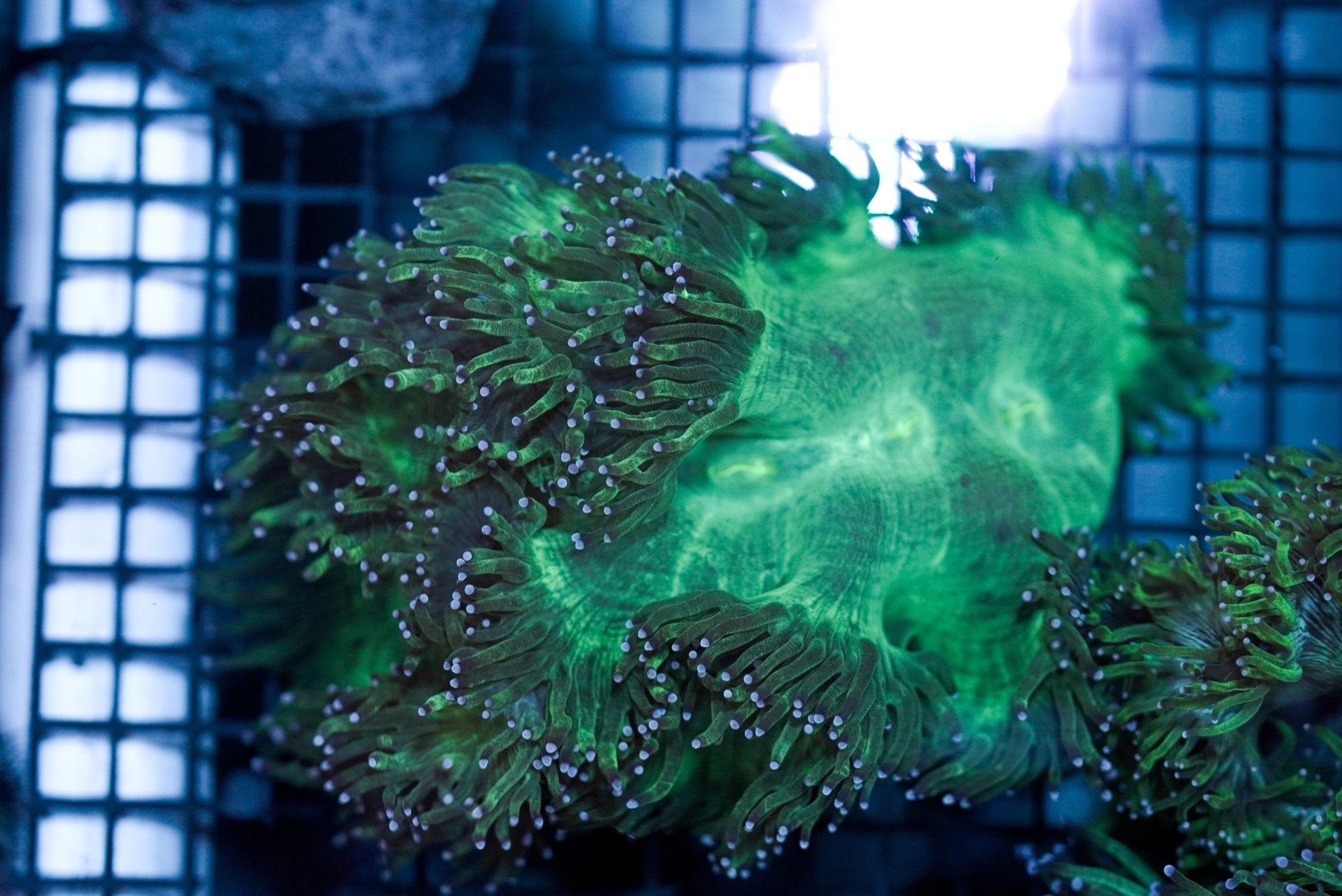 Elegance Green NEON (M) - BLUE CORAL FISH TRADING L.L.C