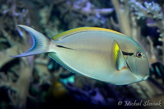 Epaulette surgeonfish 13 - 15 cm - BLUE CORAL FISH TRADING L.L.C