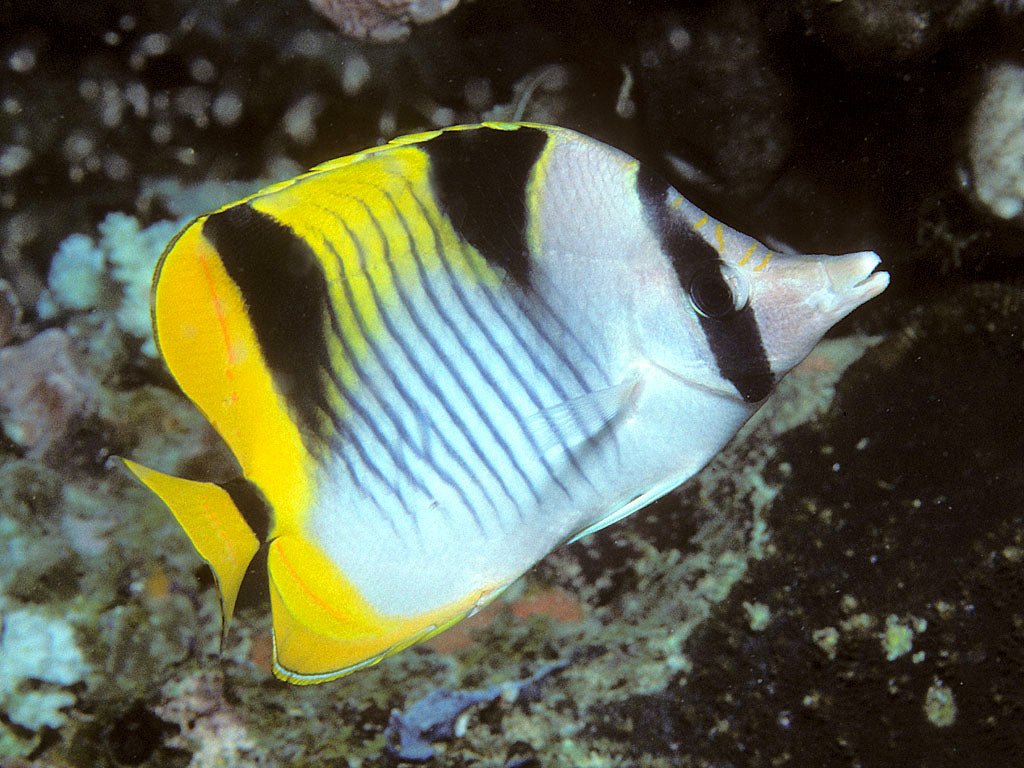 FALCULA BUTTERFLY - M - BLUE CORAL FISH TRADING L.L.C