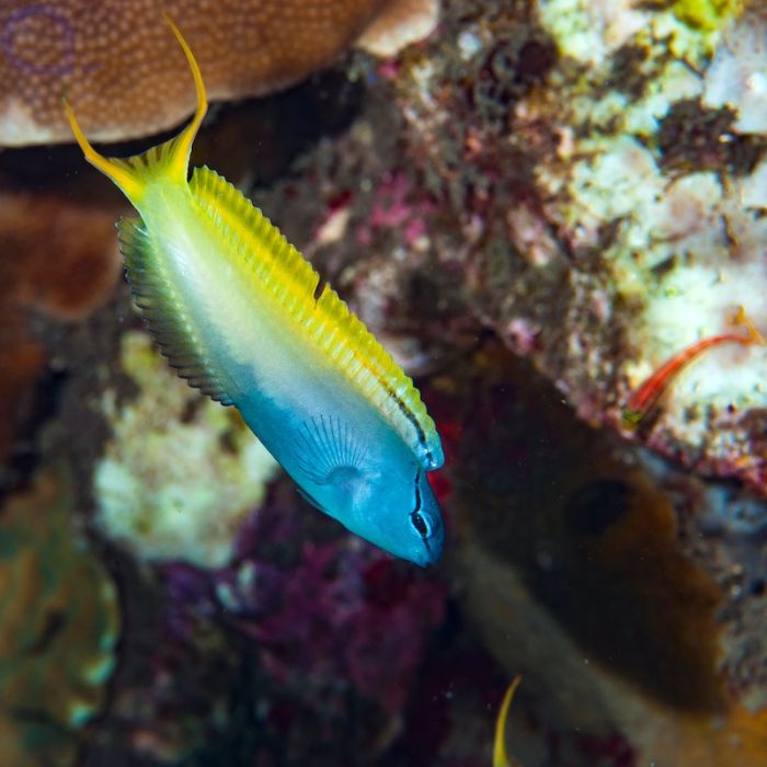 FORK TAIL BLENNY - BLUE CORAL FISH TRADING L.L.C