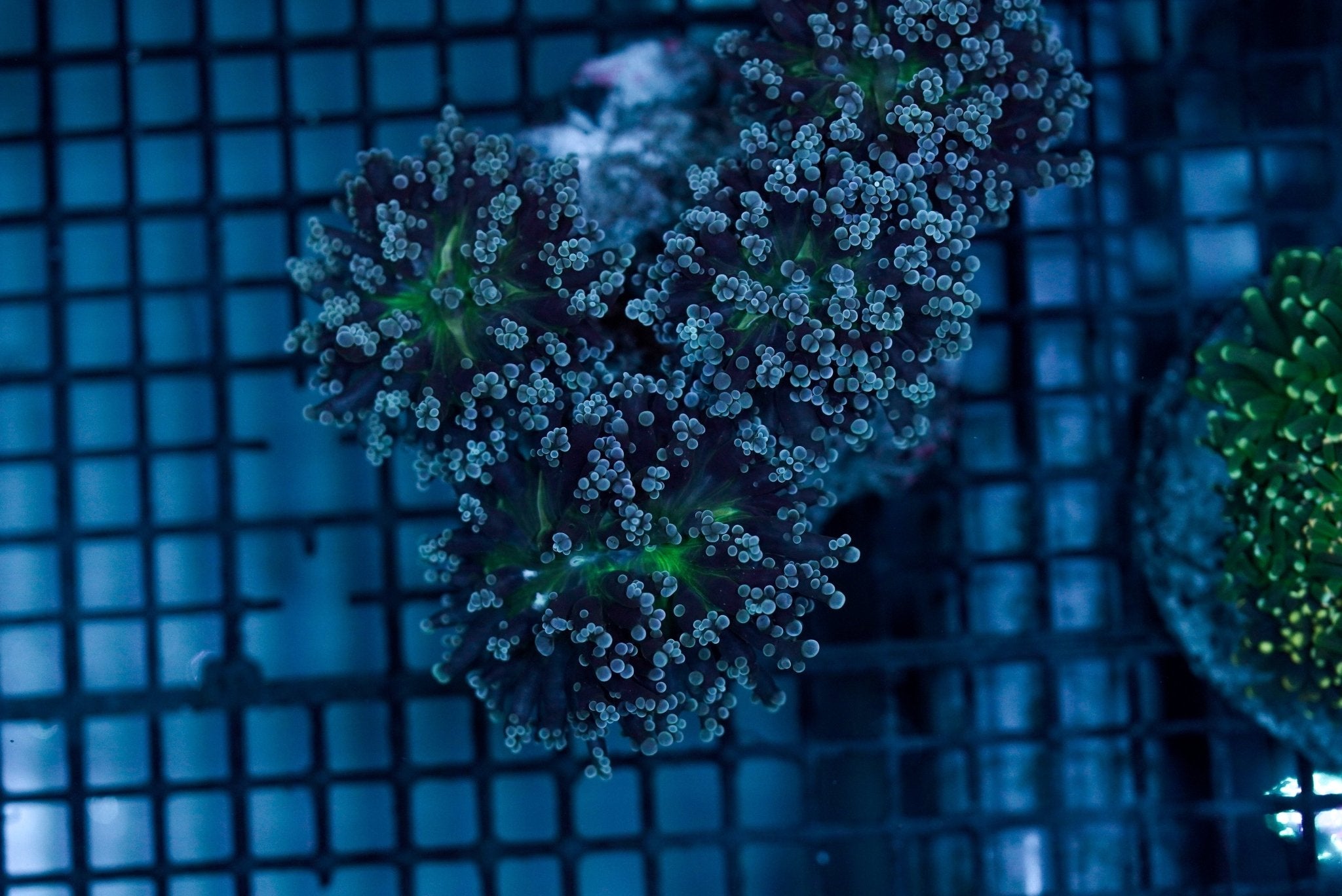 Frogspawn Branch (M) Cultured - Head - BLUE CORAL FISH TRADING L.L.C