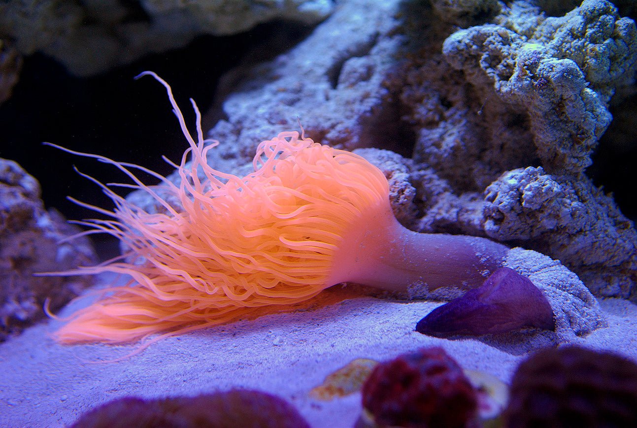 Giant Tube Anemone Orange Metallic (XL) - BLUE CORAL FISH TRADING L.L.C