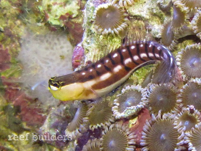 GOLDEN TIGER BLENNY - BLUE CORAL FISH TRADING L.L.C