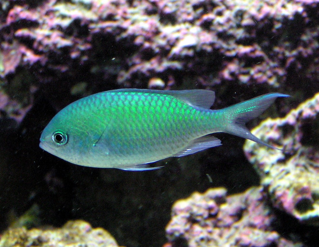 GREEN CHROMIS - 25.07 - BLUE CORAL FISH TRADING L.L.C