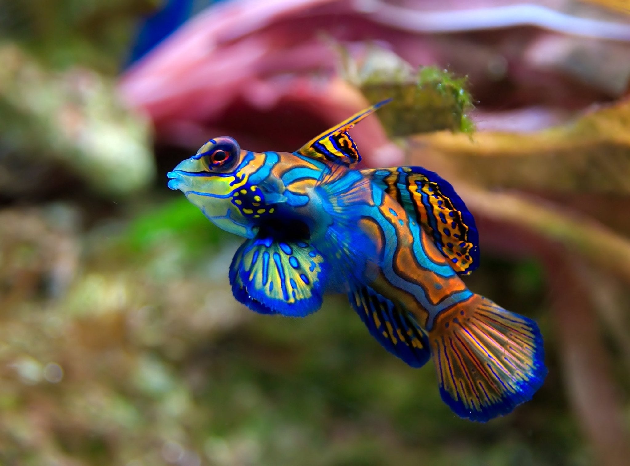 GREEN MANDARIN - 30.08 - BLUE CORAL FISH TRADING L.L.C