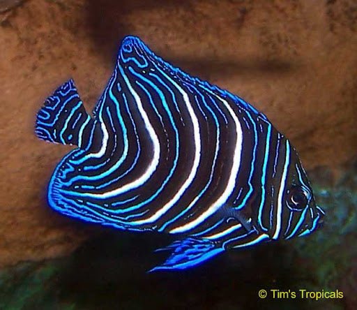 Koran Angelfish - Kenya - 26 April - BLUE CORAL FISH TRADING L.L.C