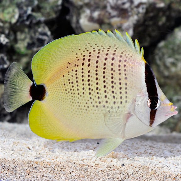 LEMON BUTTERFLY - BLUE CORAL FISH TRADING L.L.C