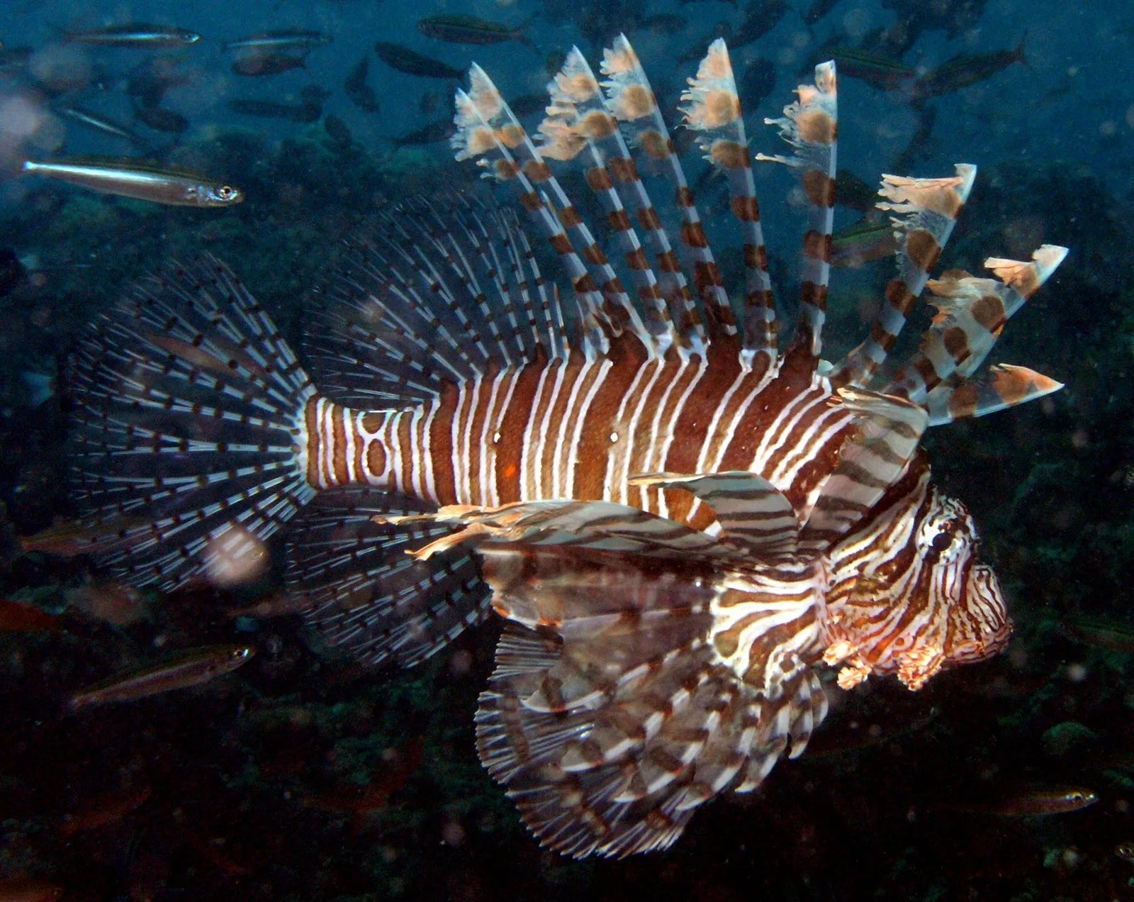 Lionfish African style - Kenya - 26 April (XL) - BLUE CORAL FISH TRADING L.L.C