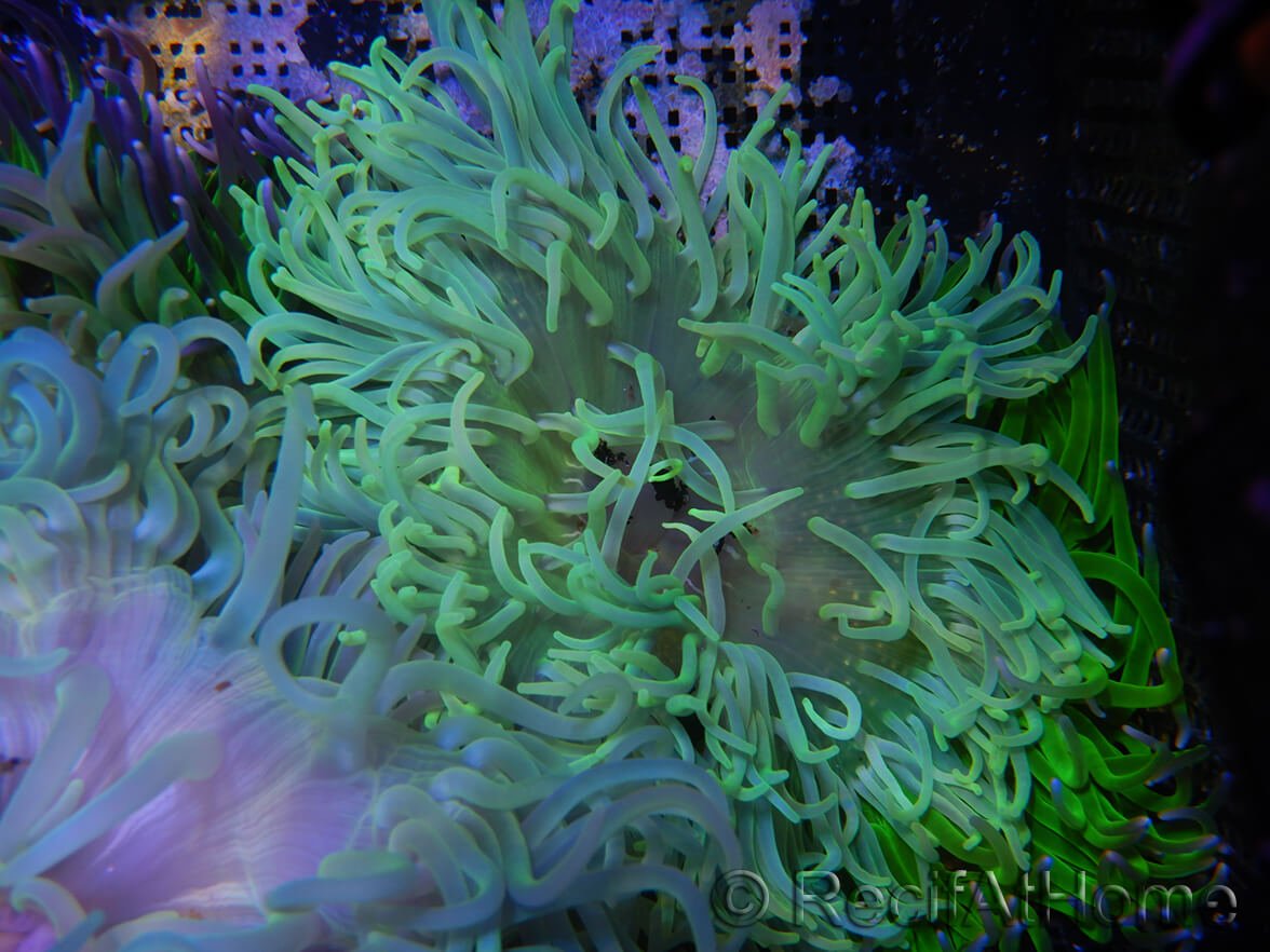 LONG TENTACLE ANEMONE - 25.07 - BLUE CORAL FISH TRADING L.L.C