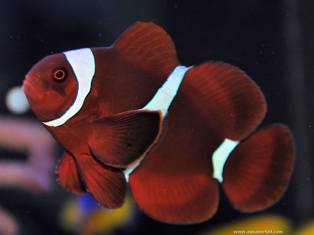 MAROON CLOWN - BLUE CORAL FISH TRADING L.L.C