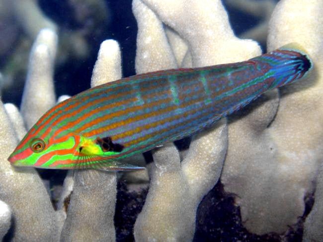 MELANURUS WRASSE - 30.08 - BLUE CORAL FISH TRADING L.L.C