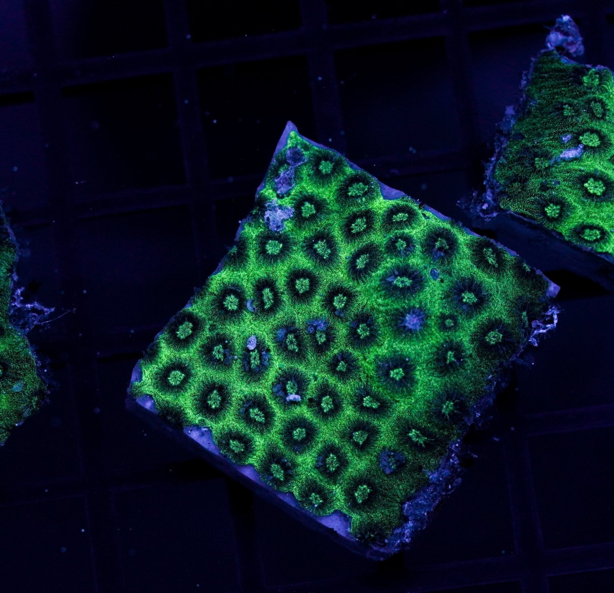 Meteor Shower Coral Green Frag - BLUE CORAL FISH TRADING L.L.C