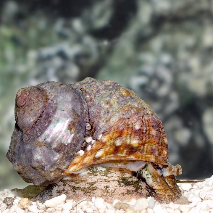 MEXICAN TURBO SNAIL - M - BLUE CORAL FISH TRADING L.L.C