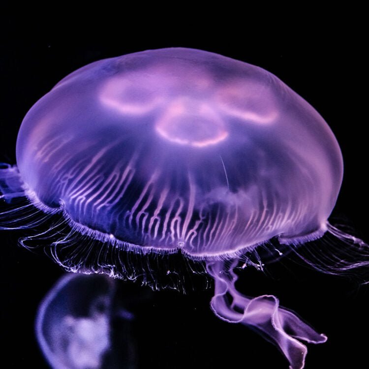 Moon JellyFish - BLUE CORAL FISH TRADING L.L.C