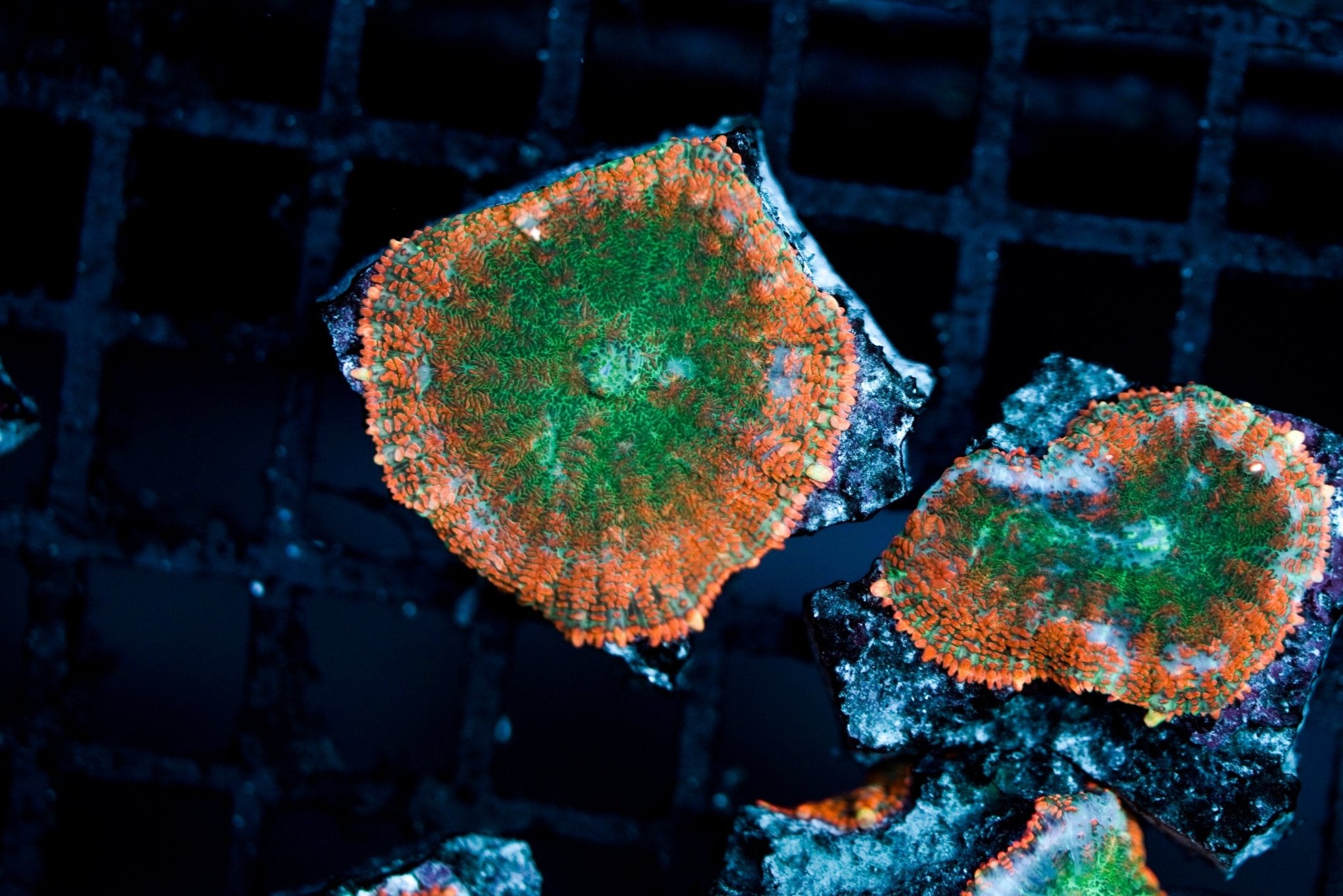 Mushroom Bull's Eye Sulawesi Orange - Red Flame (Head) - BLUE CORAL FISH TRADING L.L.C