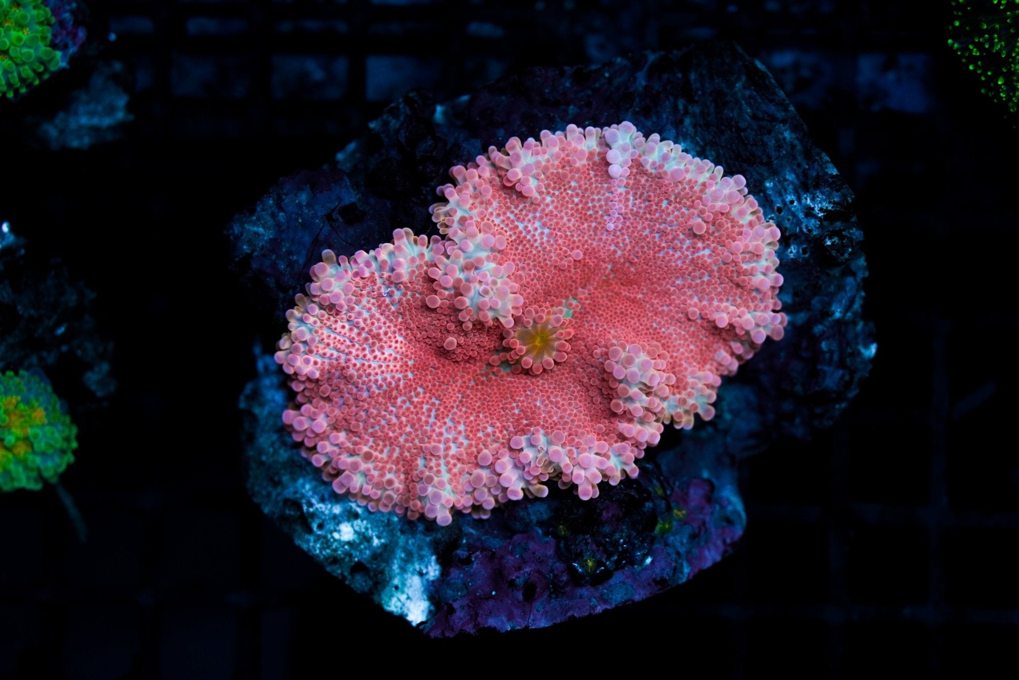 Mushroom Ricordia Red Grade A (M) - BLUE CORAL FISH TRADING L.L.C