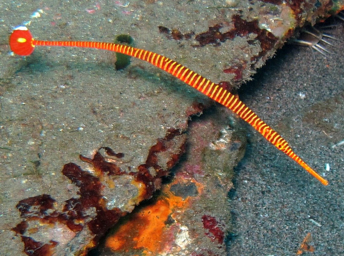 ORANGE BANDED PIPE - BLUE CORAL FISH TRADING L.L.C