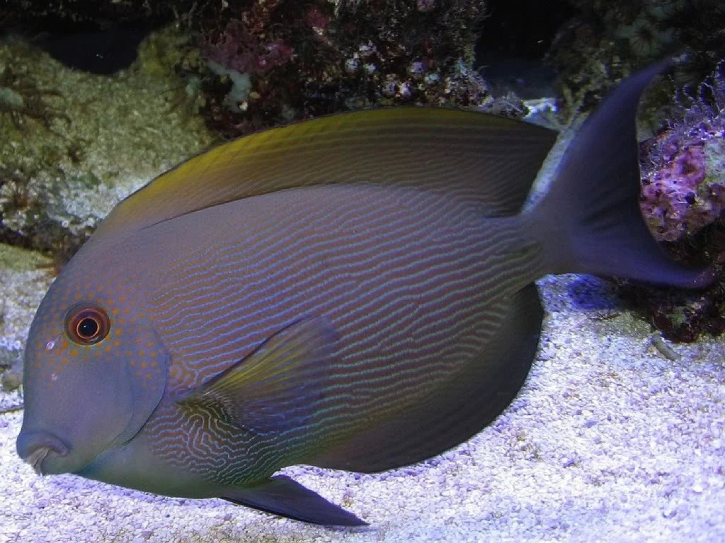 ORANGE STRIPE BRISTTLE TOOTH TANG - BLUE CORAL FISH TRADING L.L.C