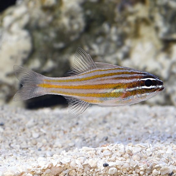 ORANGE STRIPE CARDINAL - 30.08 - BLUE CORAL FISH TRADING L.L.C